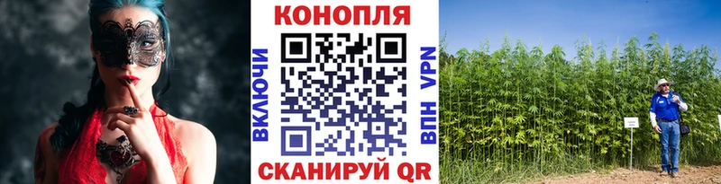Бошки марихуана OG Kush  Ленинградская 